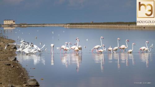 Animales en el bed and breakfast o alrededores