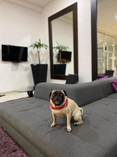 a pug dog sitting on top of a couch at Hotel San Silvestre in Barrancabermeja