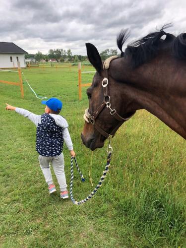 a young child petting a horse in a field at KARÁM Vendégház és Lakásétterem in Nagybajcs