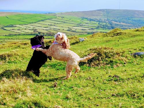 two dogs playing on a hill in a field at Dursley house in Whitland