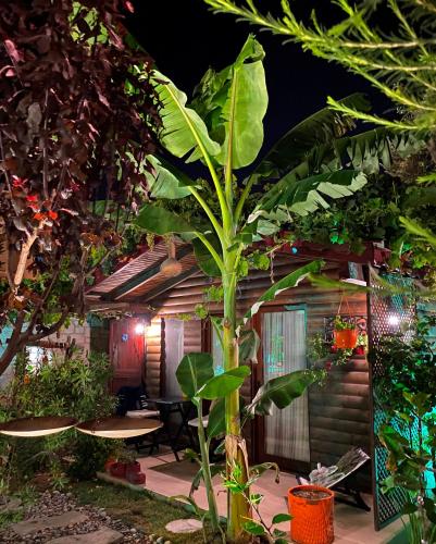 a plant in front of a house at night at Alacati Kayezta Hotel in Alacati