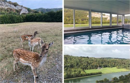 a group of deer standing next to a swimming pool at Le Val des Cerfs - Het Hertendal in Hastière-par-delà