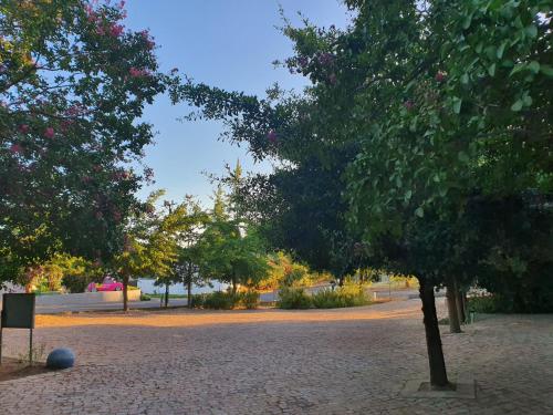 a tree in a park with a ball on the ground at GABRIELLA'S in Riebeek-Kasteel