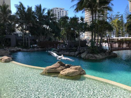 two seagulls flying over a pool of water at Crown Towers Resort Apartments in Gold Coast