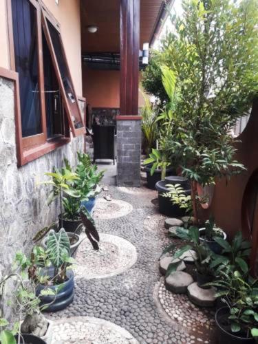 a courtyard with potted plants and a building at Mocca Guest House in Banyuwangi