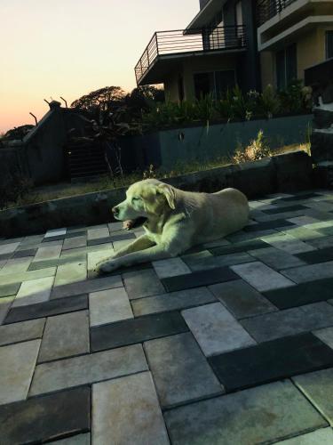 a white dog laying on the ground on a patio at ROYAL MEADOWS - IGATPURI Bungalow C in Igatpuri