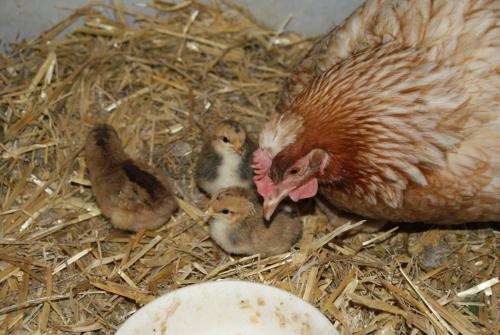 アパートメントの敷地内または近くにいる動物