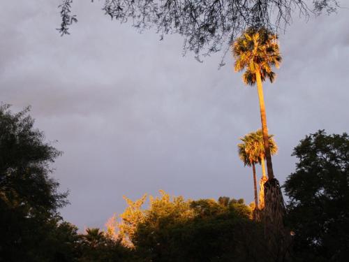 two palm trees with the sky in the background at Quaggasfontein Gastehuis in Beaufort West