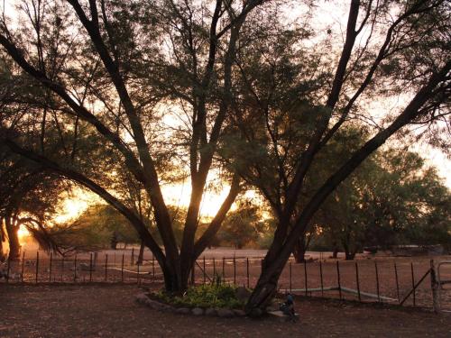 a large tree in front of a fence at Quaggasfontein Gastehuis in Beaufort West