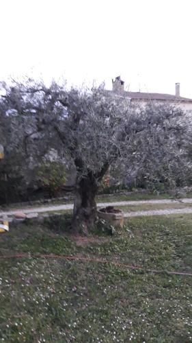 a tree sitting in the middle of a field at L'Olivette in Montfrin