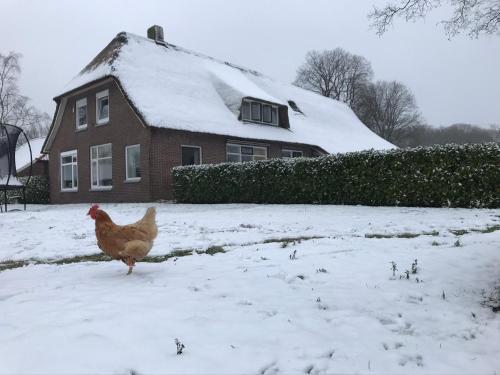 a chicken walking in the snow in front of a house at De Deelderij in Schoonloo