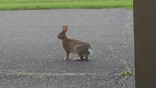 a rabbit standing in the middle of the road at Sunrise Motel in Owego