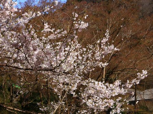 a flowering tree with white flowers on it at Miyoshino Sakuraan in Yoshino
