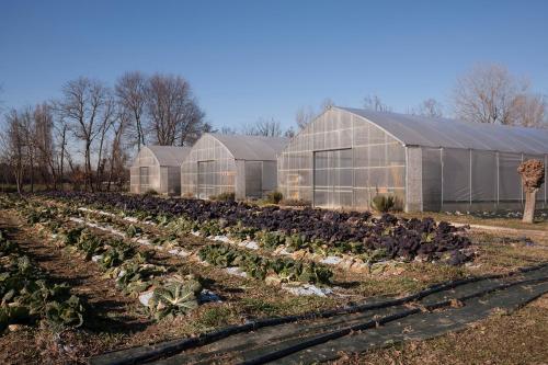 a row of greenhouses in a field of lettuce at Casa Di Anna - Fattoria Sociale in Mestre