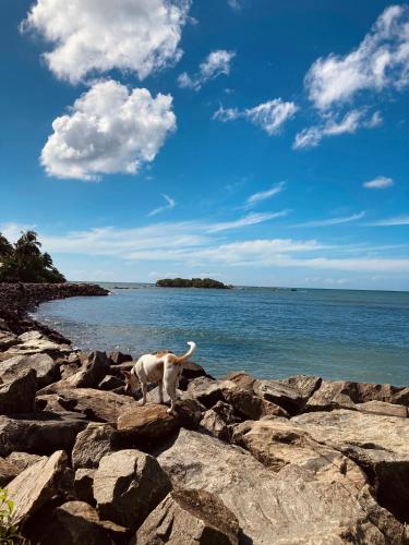 a dog standing on some rocks near the water at The Mango Leaf in Matara