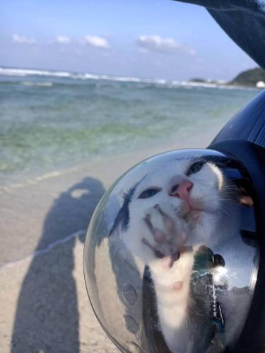 a cat reflection in the side view mirror of a car at Green Island Good Sound in Green Island