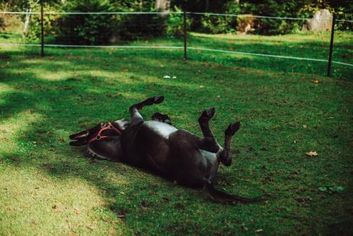 Tiere im Aparthotel oder in der Nähe