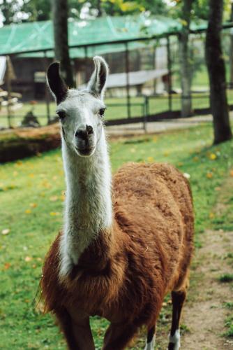 Tiere im Aparthotel oder in der Nähe