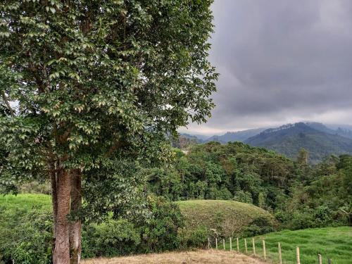 een boom in een veld met een berg op de achtergrond bij Hostal Bamboo in Salento