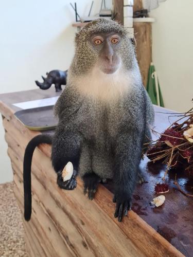 a monkey sitting on top of a wooden table at Atii Garden Bungalows in Nungwi