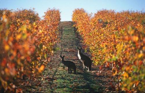 three cats standing in a field with trees at Stylish Colourfull Getaway in Margaret River Town