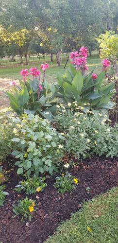 a flower garden with pink flowers and green plants at Millstream Inn guest house in Skeerpoort