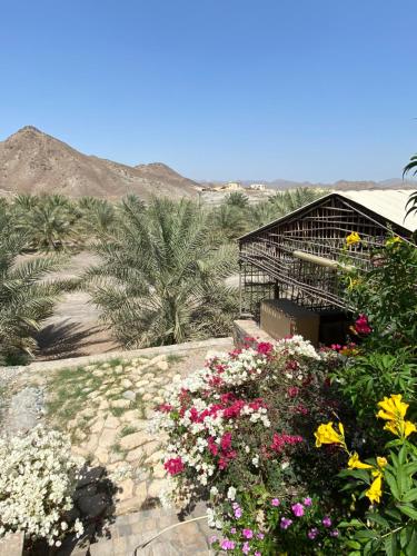 a bunch of flowers in a garden with mountains in the background at UAE farm in Qūr