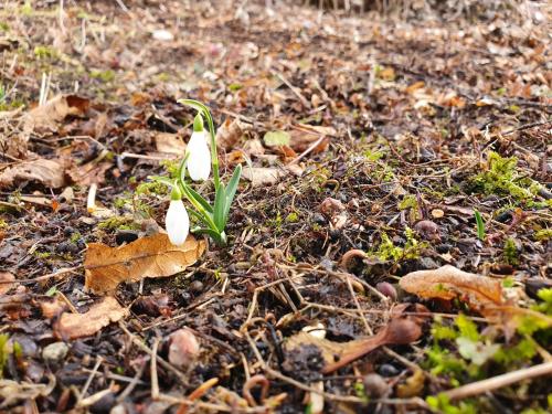 a couple of white flowers on the ground at Chatka Panorama in Mlynčeky