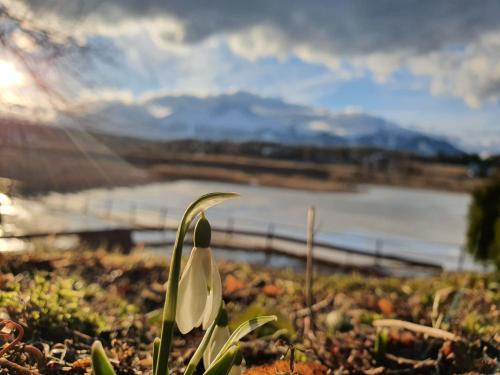 a flower in a field with a view of a lake at Chatka Panorama in Mlynčeky