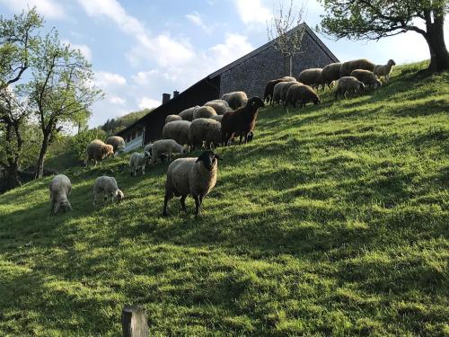 a herd of sheep grazing on a grassy hill at Pension Ober in Siegsdorf