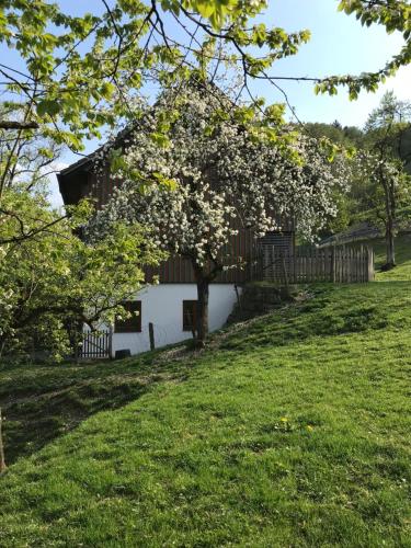 a white house with a tree in a yard at Pension Ober in Siegsdorf