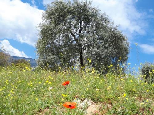 Φυσικό τοπίο κοντά σε αυτή η βίλα
