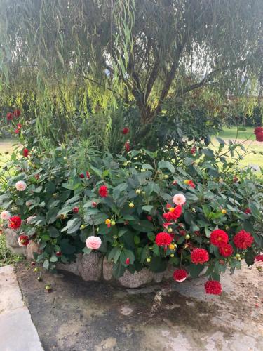 a bunch of red flowers in a garden at Posada La Sofia in Tafí del Valle