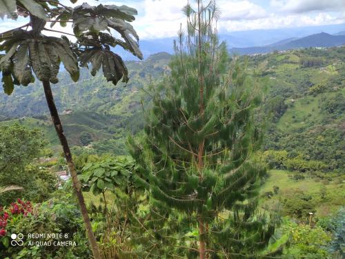 a large cactus in the middle of a valley at Mirador Finca Morrogacho in Manizales