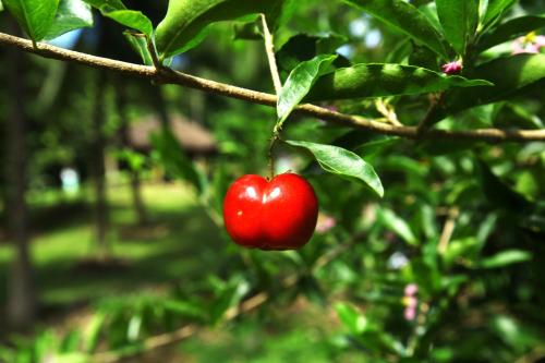 a red apple hanging on a tree branch at Pousada do Vale in Fernando de Noronha
