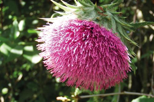 a pink flower on a plant at Ferienhof Rauchhaus in Karft