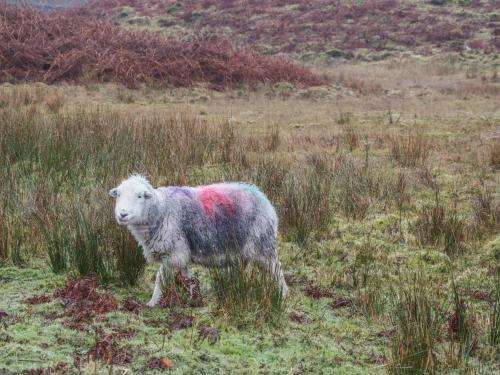 a sheep with paint on its back standing in a field at The Croft Bungalow in Wigton