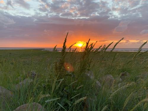 a field of tall grass with the sunset in the background at Grüne Düne Meerblick in Friedrichskoog-Spitz