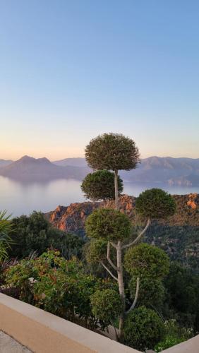 a tree on top of a hill with a view at Résidence Le Bella Vista in Piana