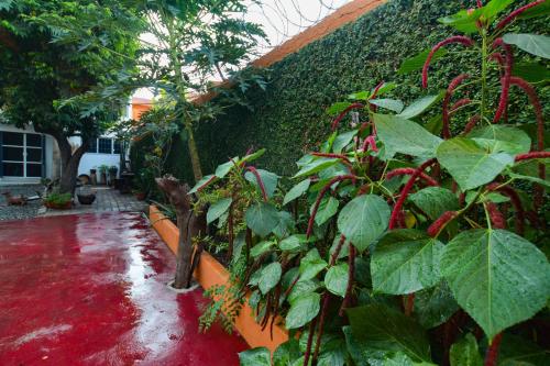 a garden with green plants and a wall at Bungalows Teka in Zihuatanejo