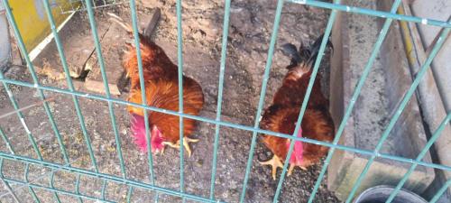 Animales en el hotel o alrededores