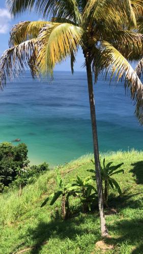 a palm tree on a hill next to the ocean at Castara Inn in Castara