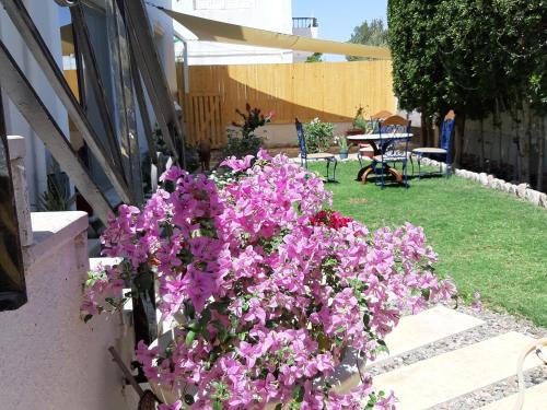 Κήπος έξω από το Villa D60