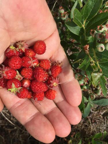 a person holding a bunch of red strawberries at L'Aubergine in Saint Hilarion