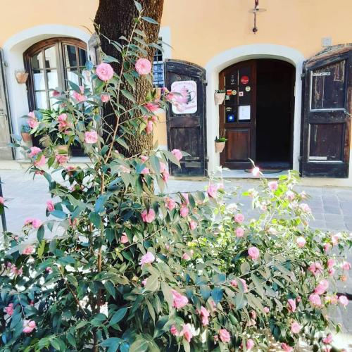 a bush of pink roses in front of a building at Antica Casa Dei Rassicurati in Montecarlo