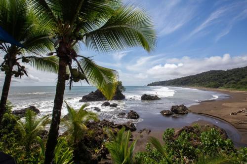 a beach with a palm tree and the ocean at The Hill B&B (El Morro Hosteria) in El Valle