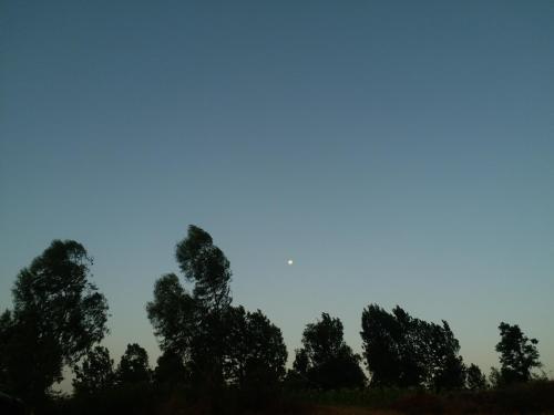 a group of trees against a blue sky at Quinte Hills Residency in Panchgani