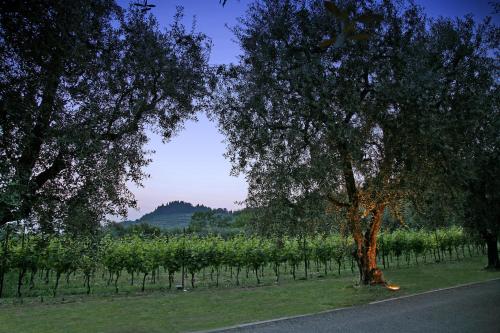 a tree on the side of a road next to a vineyard at La Zerla in Bardolino