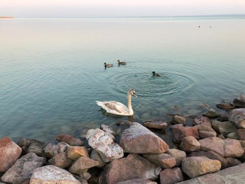 a swan and three ducks swimming in the water at Hotel Astoria in Balatonfüred