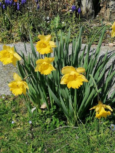 un montón de flores amarillas en el césped en Le pré vert, en Campigny